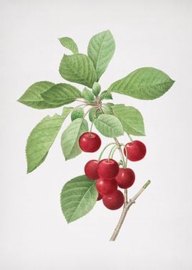 Vintage Cherry Painting