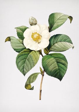 Vintage Japanese Camellia