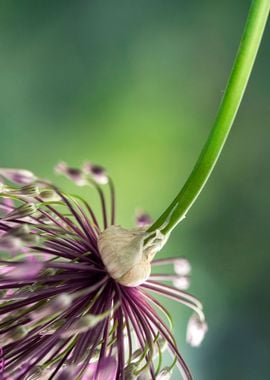 Floral composition