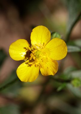 Ranunculus acris flower