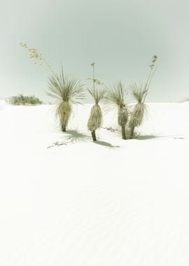 WHITE SANDS Vintage