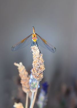 Dragonfly