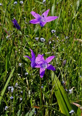 Field bells