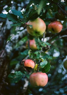 green red apple