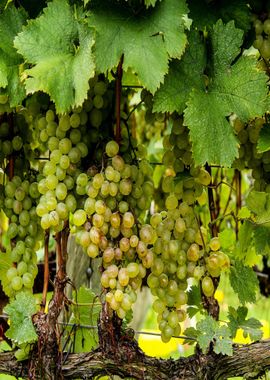 fruit grapes