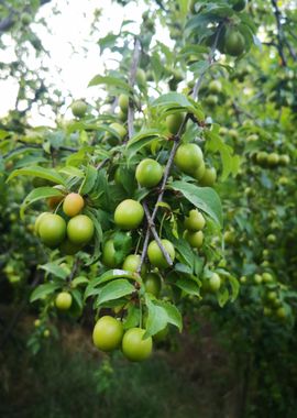 fruit tree green