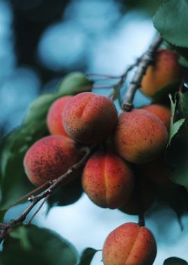 red apricot tree