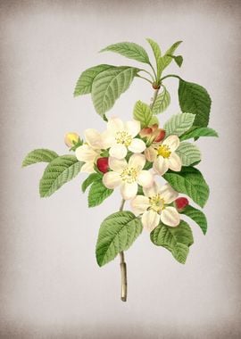 Vintage Apple Blossom