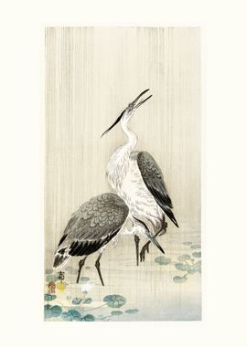 Two herons in the rain