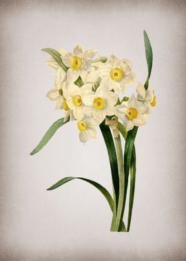 Vintage Daffodil