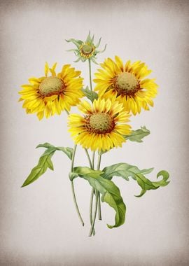 Vintage Blanket Flowers