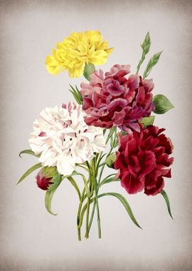 Vintage Carnation