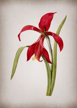 Vintage Amaryllis