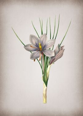 Vintage Autumn Crocus