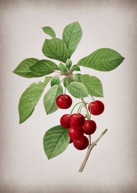 Vintage Cherry