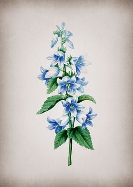 Vintage Bellflowers