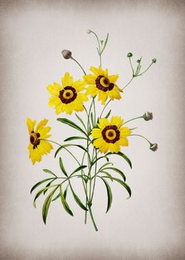 Vintage Coreopsis Elegans