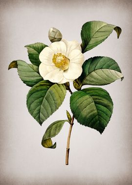 Vintage Japanese Camelia