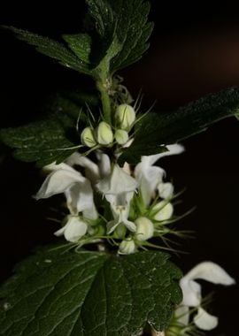 Lamium album lamiaceae