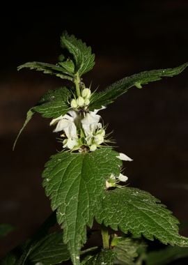 Lamium album lamiaceae