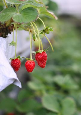 red tree strowberry