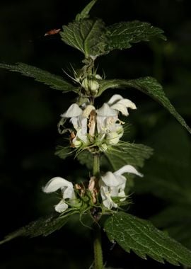 Lamium album lamiaceae