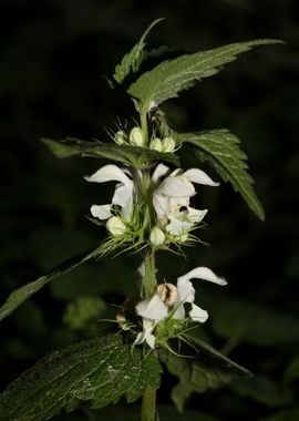 Lamium album lamiaceae