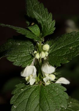 Lamium album lamiaceae