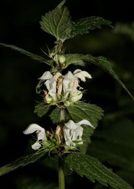 Lamium album lamiaceae