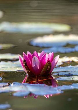 pink lotus water flower