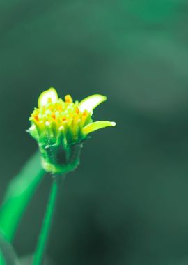 Yellow Flowers