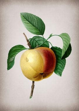 Vintage Calville Apple