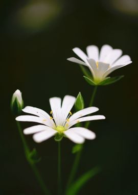 white flower