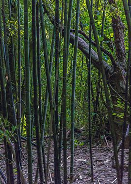 Bamboo canes in a forest