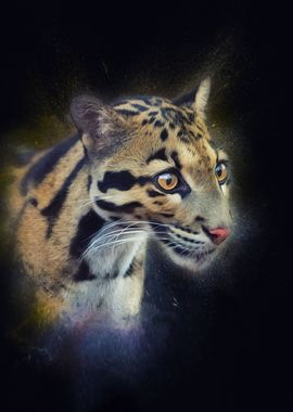 Clouded leopard