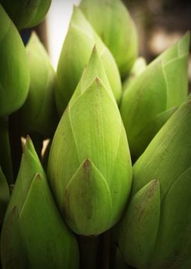 green plant flower