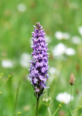 plant flower purple