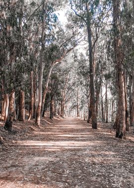 Cies Islands Forest