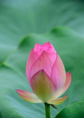 pink green lotus