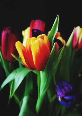 orange tulips flower