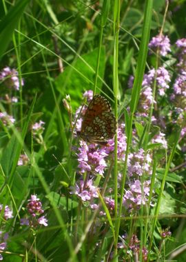 June butterfly