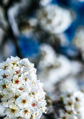 white blue flower