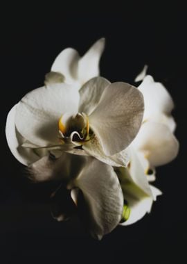 white orchid