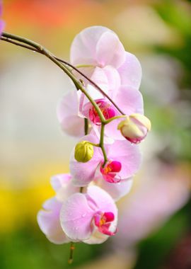 yellow pink orchid