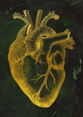 Human Heart