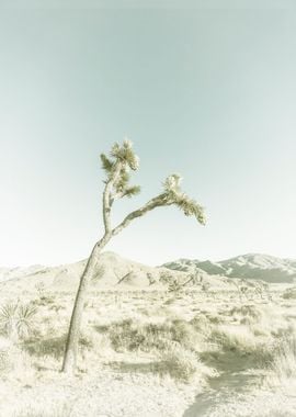 Vintage Joshua Tree