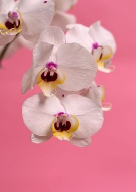 pink white orchid