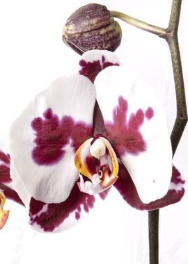 purple orchid