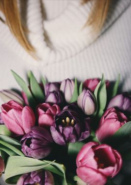 red purple tulip