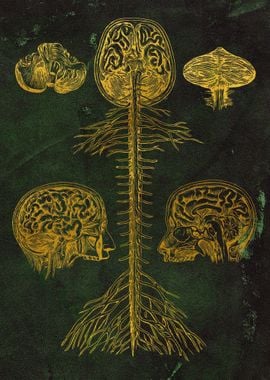 Brain and spine 